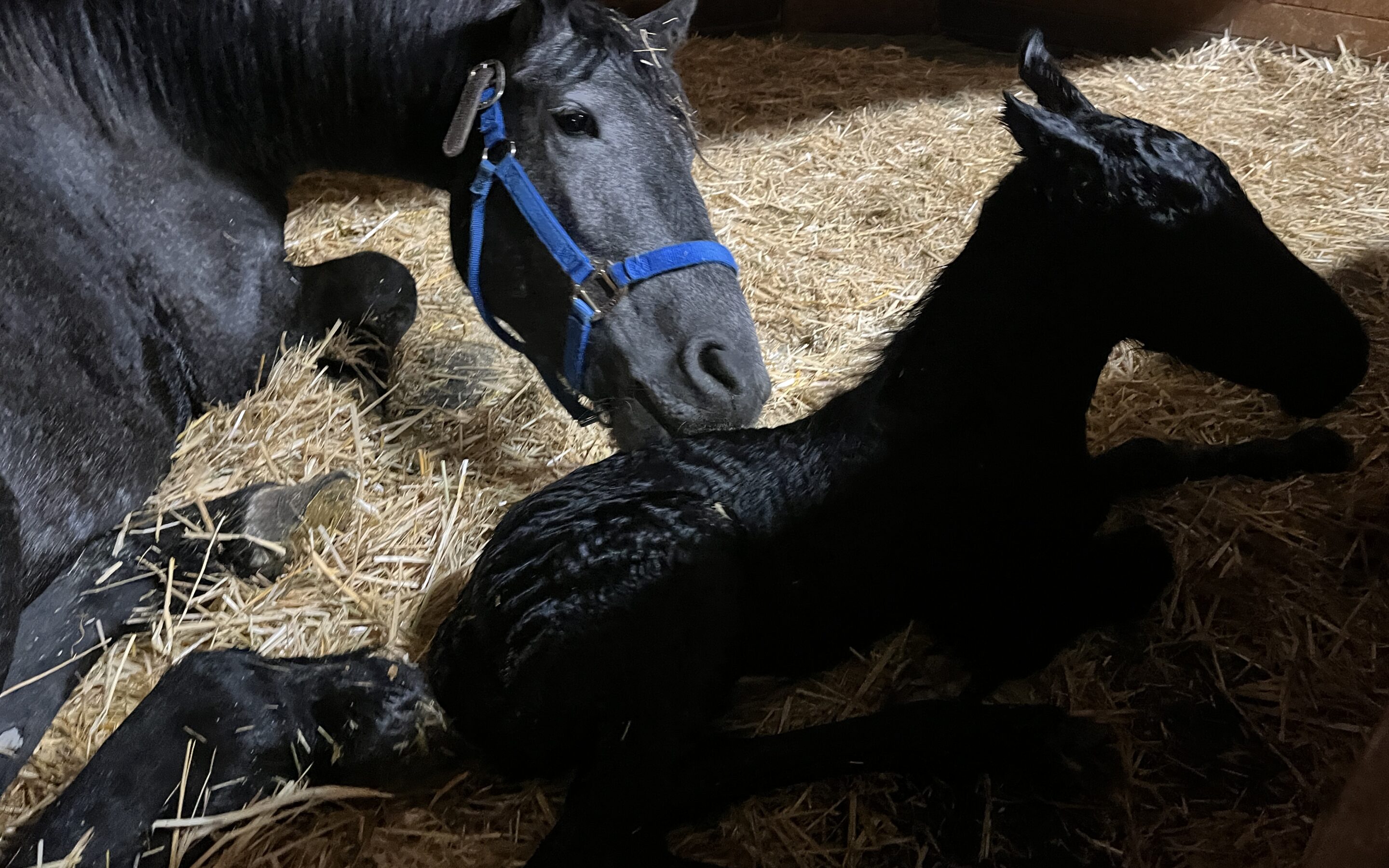 Welcome to the World, Paloma!