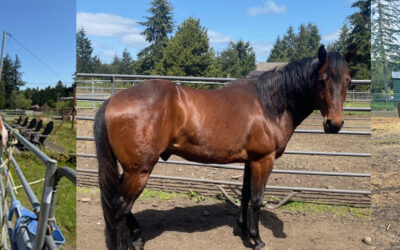 Gelding Success Stories