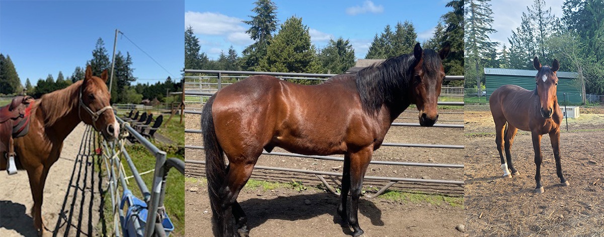 Gelding Success Stories