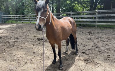 Pepper Back at SAFE