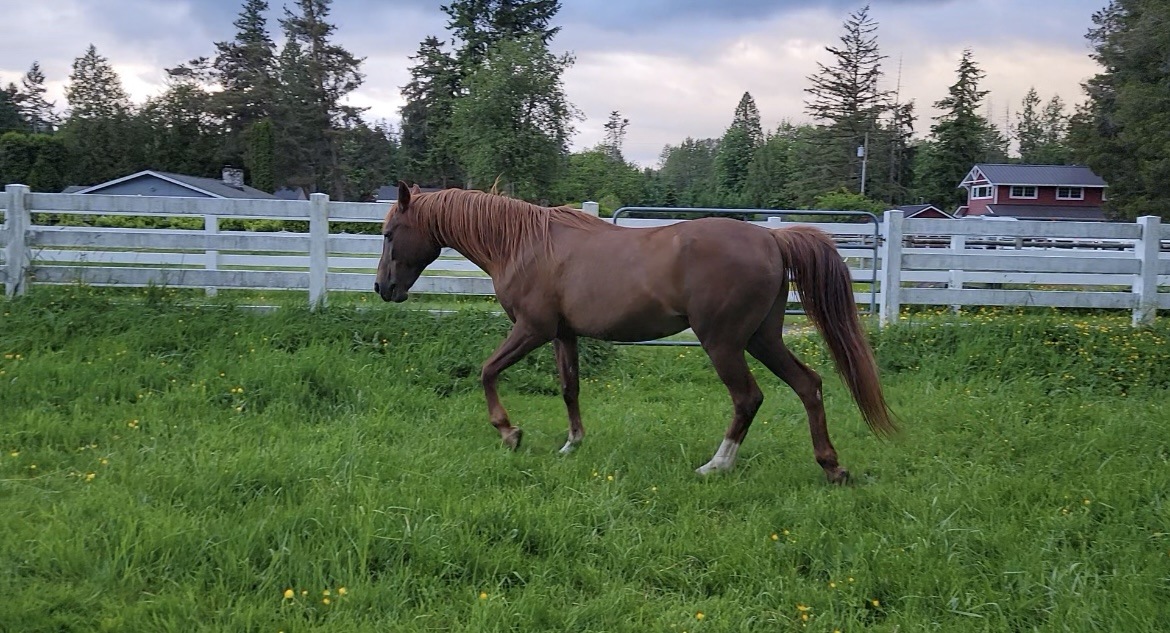 Tulip Feeling her Oats