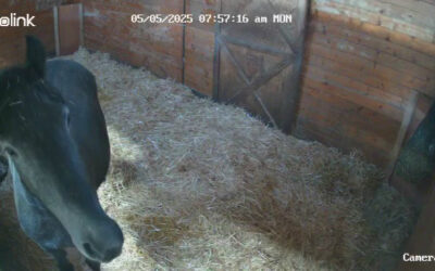 The Thrills of Foal Watch