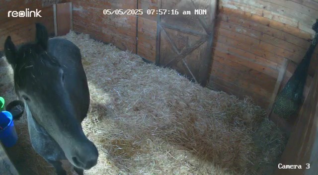 The Thrills of Foal Watch