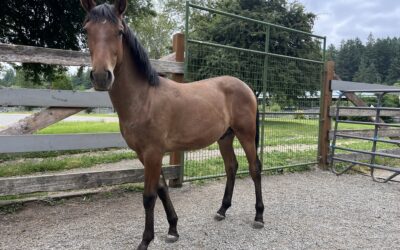 Alvaro, Gelding!