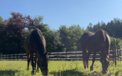 Listening Closely to Our Older Mares — Brandy & Bandit