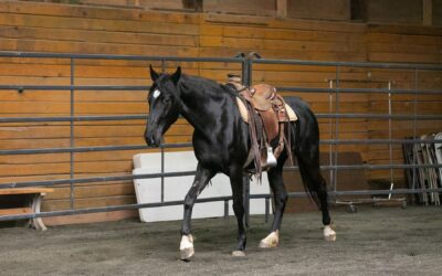 Mahina’s First Saddling