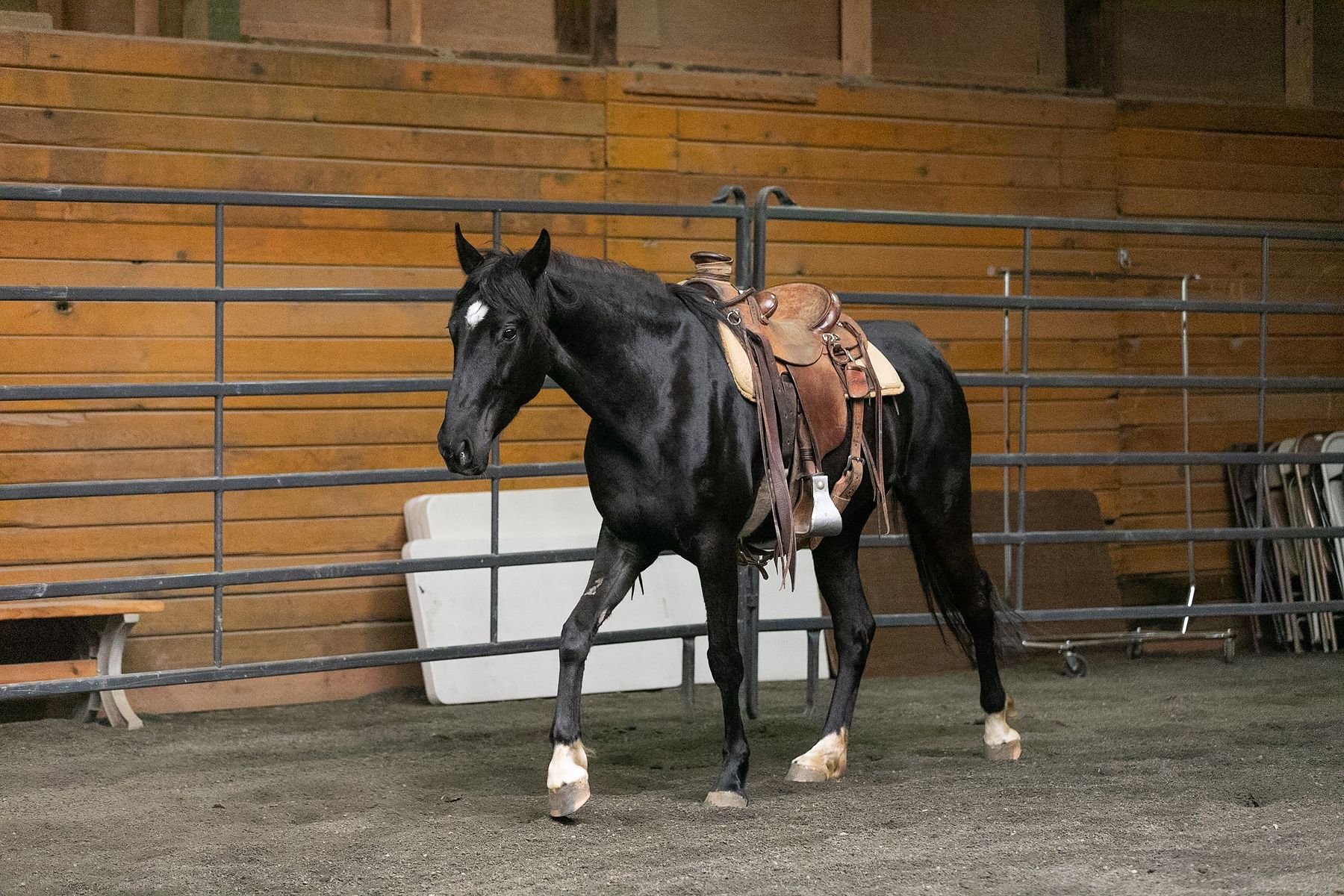 Mahina’s First Saddling