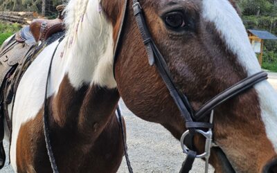 Alumni Update: Picasso (Justice)