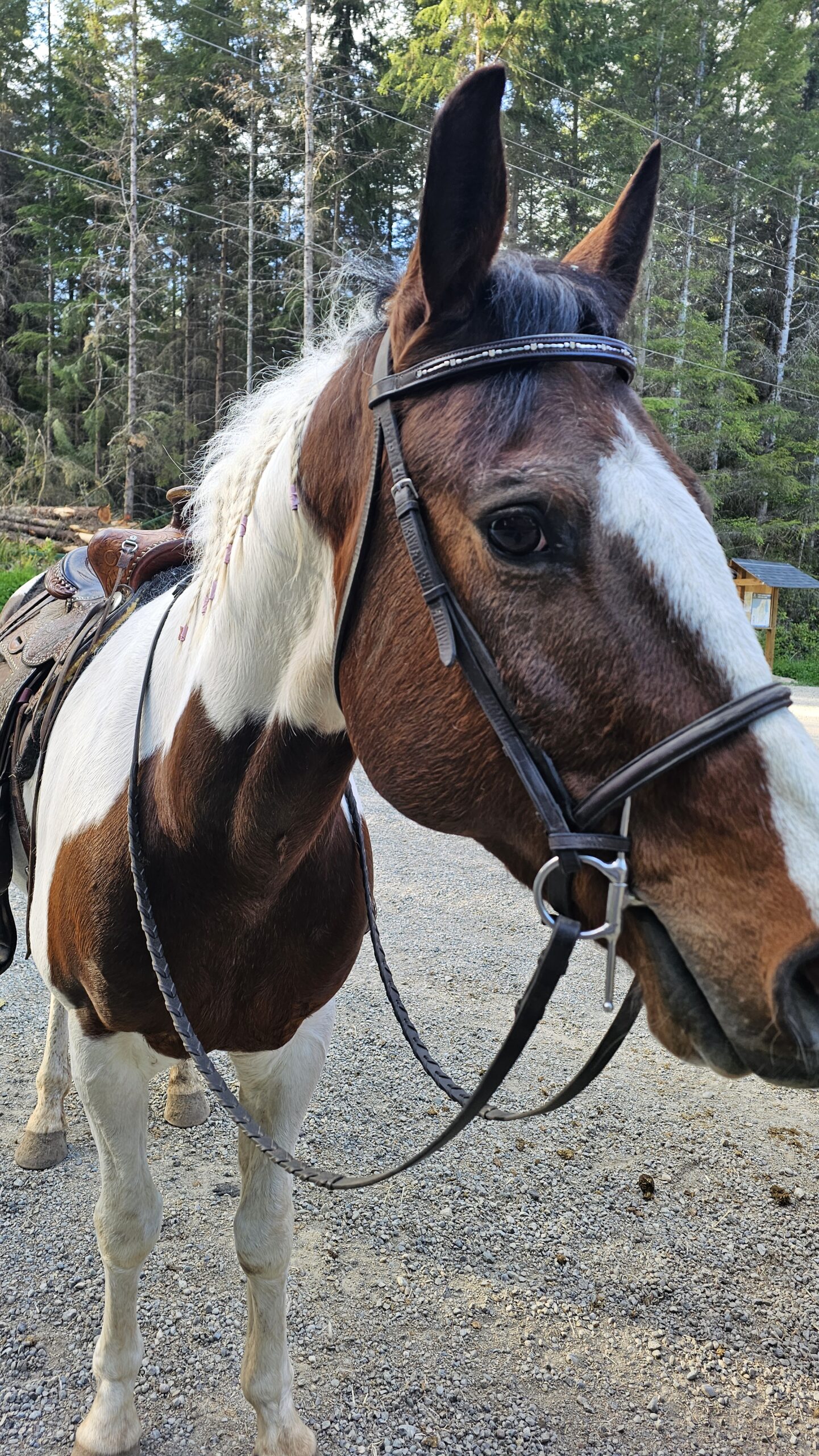 Alumni Update: Picasso (Justice)