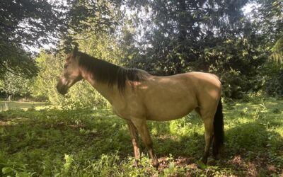Alumni Update: Willow
