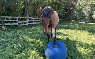 Alvaro Having a Ball