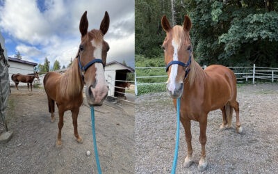 Cleo and Deja Move to Care Fur Life