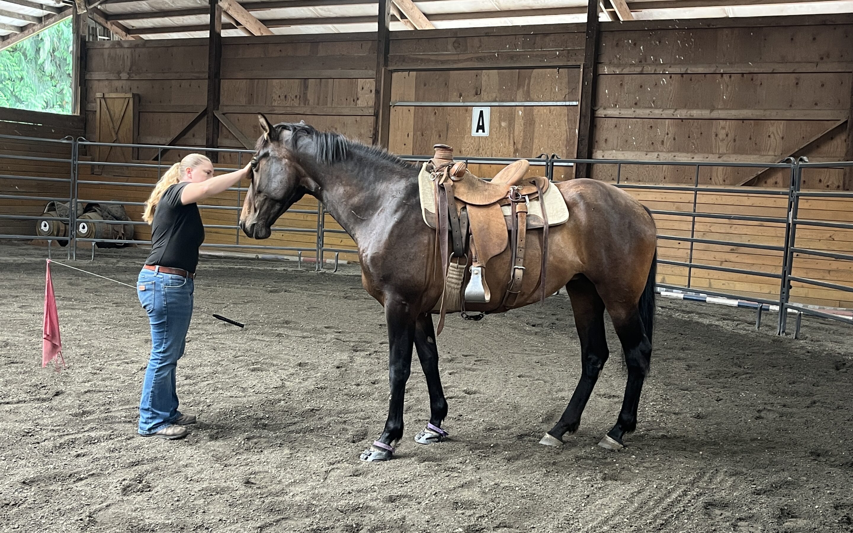 Eda’s First Saddling