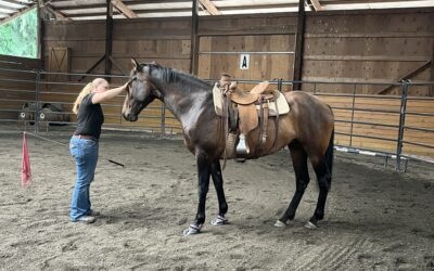 Eda’s First Saddling