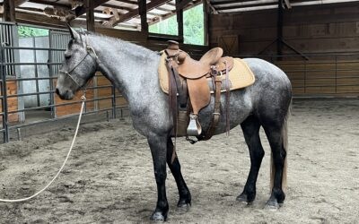 Arionna’s First Saddling