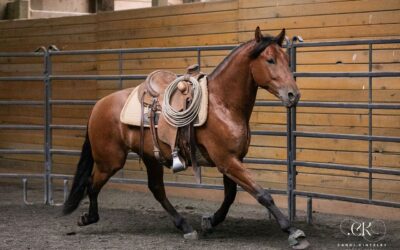 Mateo’s First Saddling