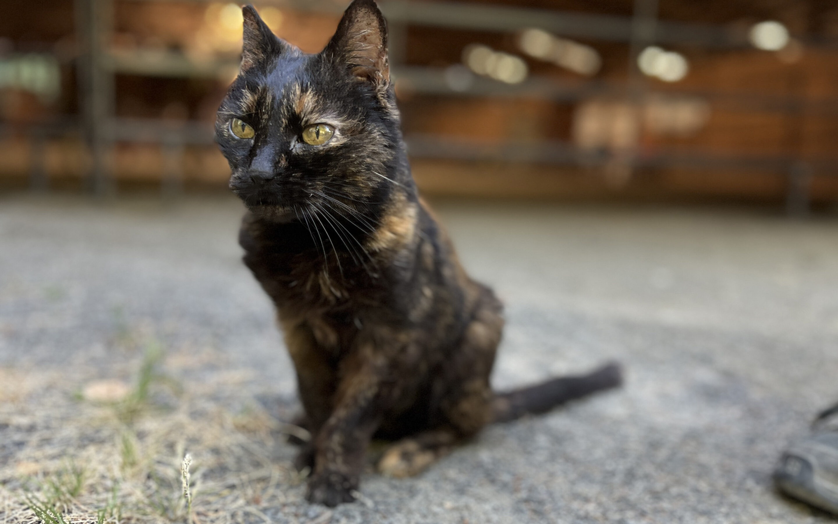 Remembering Thelma