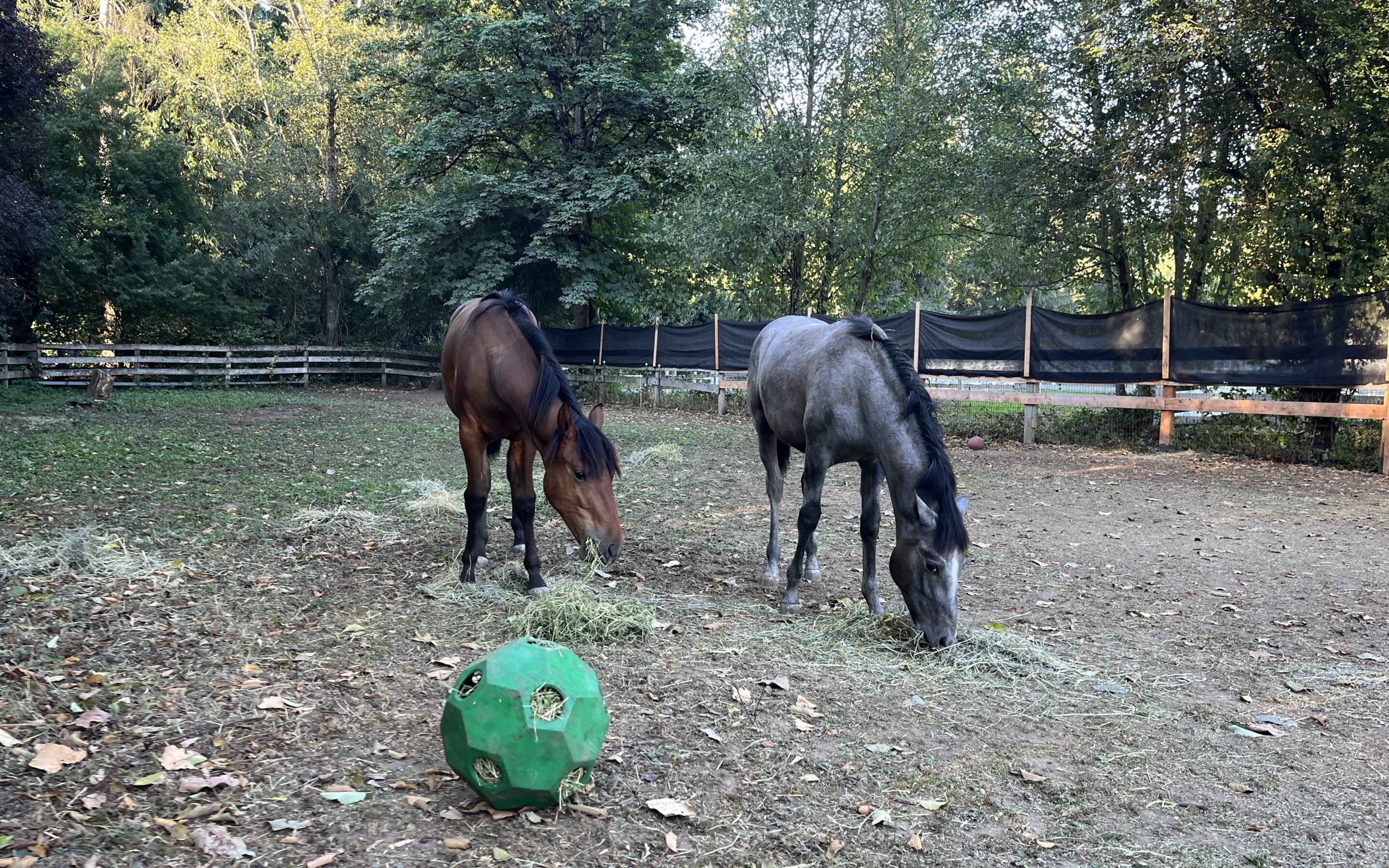 Venturo and Alvaro, New Friends!