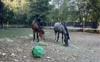 Venturo and Alvaro, New Friends!