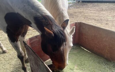 Alumni Update: Tabitha (Willa)