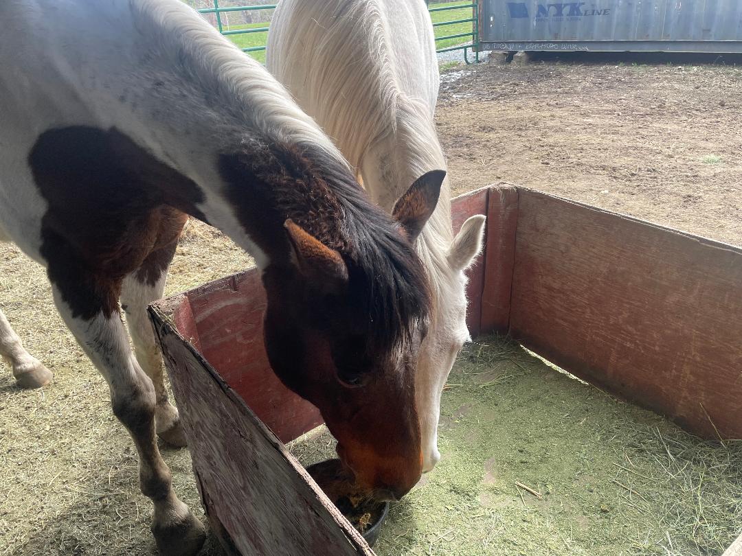 Alumni Update: Tabitha (Willa)