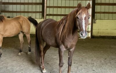 Alumni Update: Ariel