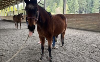 Bandit’s Recent Trim