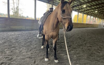 October Joel Conner Clinic Report: Mabel