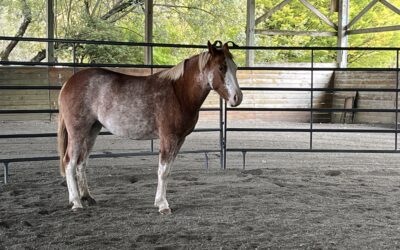 Maisy in the Round Pen