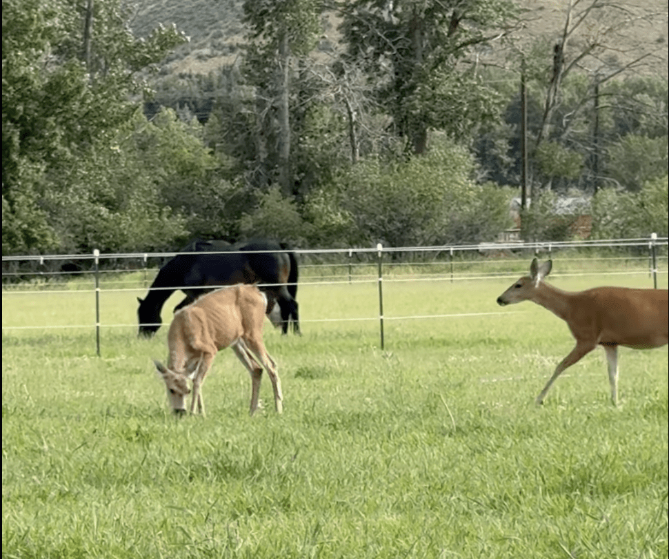 Nova and Friends