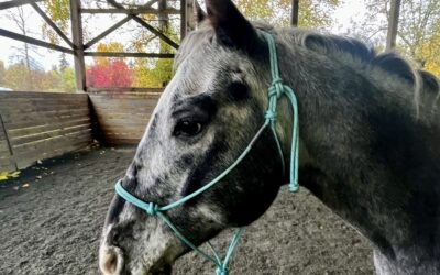 October Joel Conner Clinic Report: Ranger