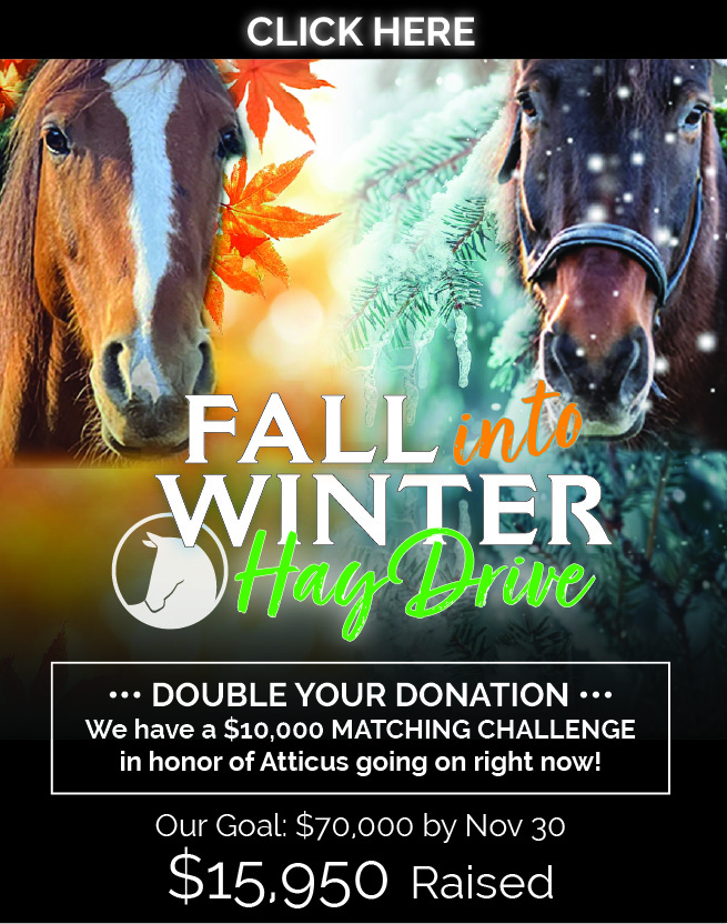 fall_into_winter_web_1118