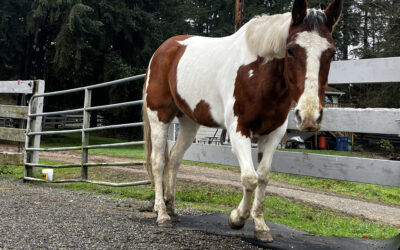 Bridget Back at&nbsp;SAFE