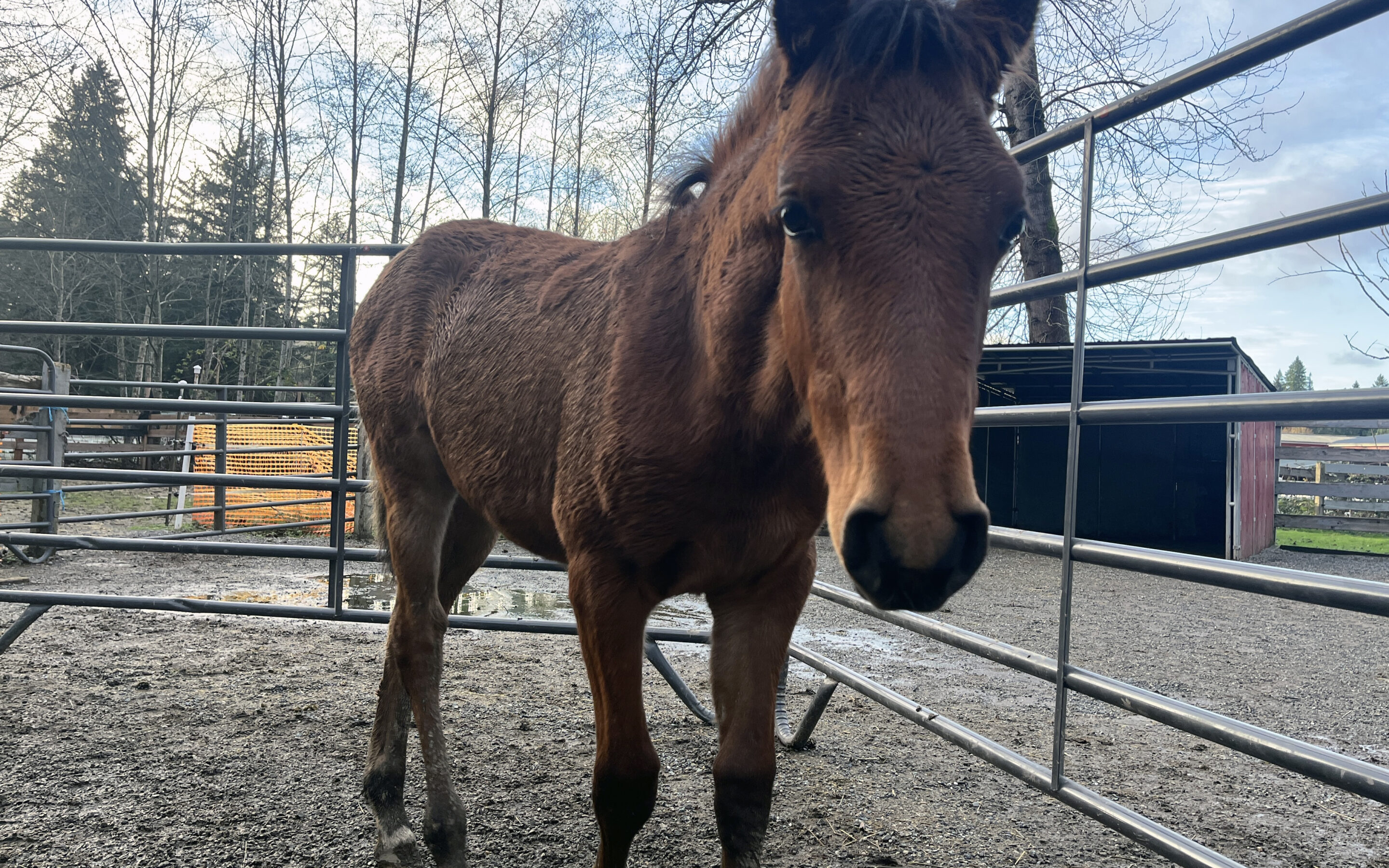 Welcoming Marigold Sunset