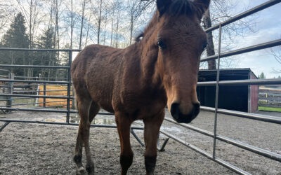 Welcoming Marigold Sunset