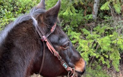 Alumni Update: Roscoe