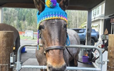 Alumni Update: Amira