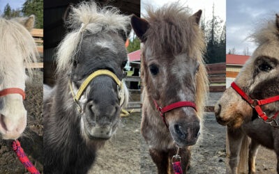 Four Minis Arrive at&nbsp;SAFE