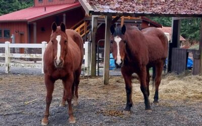 Alumni Update: Tess (Purty)