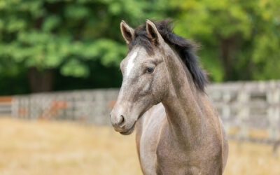 Happy First Birthday, Venturo!