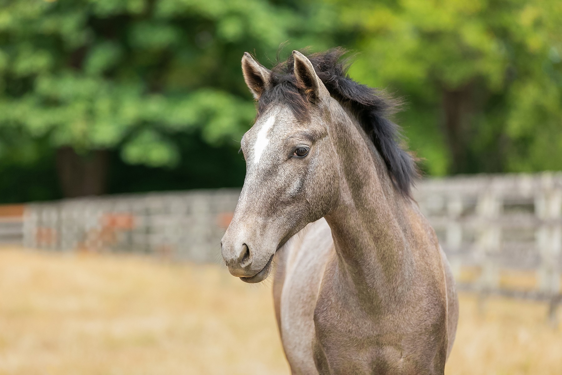 Happy First Birthday, Venturo!