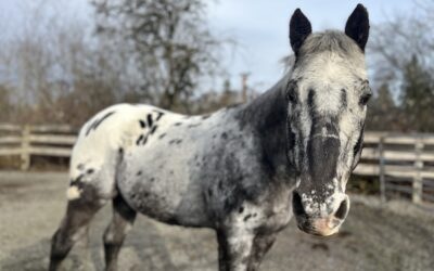 Companion Horse Ranger