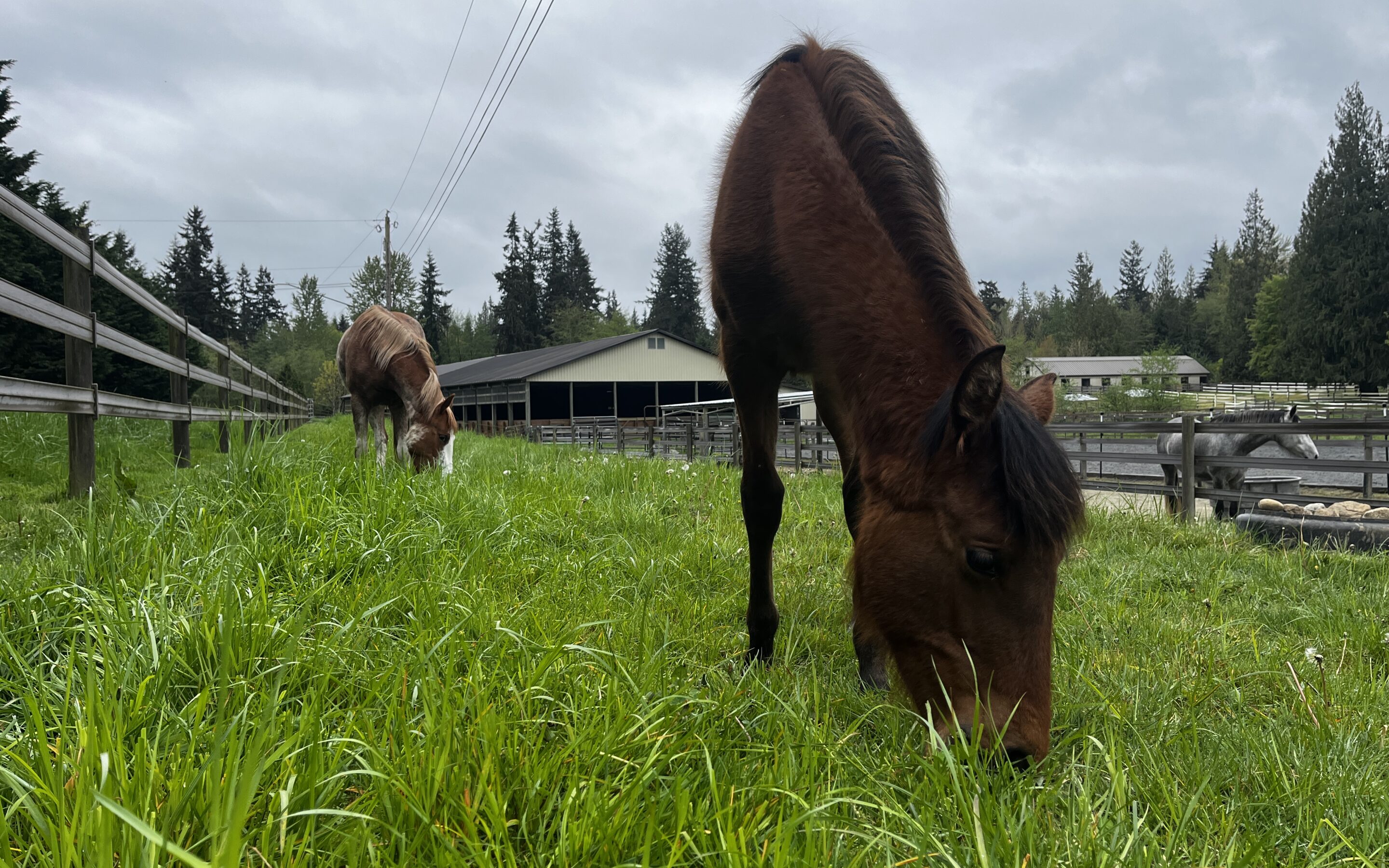 A Pedicure for Marigold