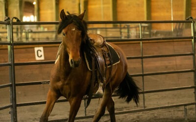 Alvaro Wears a Saddle!