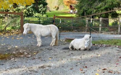 Alumni Update: Po & Ladigo —&nbsp;BFFs