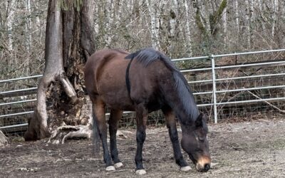 Alumni Update: Asha (Ria) and Jax (Rex)