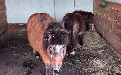 Alumni Update: Shortbread and Whisky