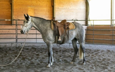 Wednesday Wears a Saddle