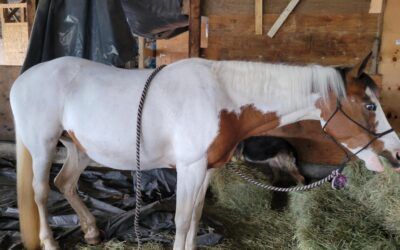 Alumni Update: Shiloh