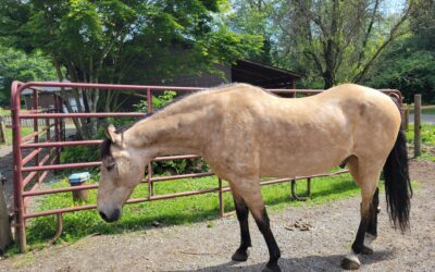 Alumni Update: Biscotti (Rowdy)